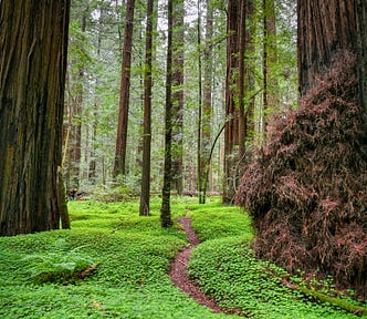 Photo of a path in the Redwood Forest.