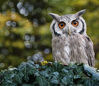 Owl