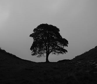 A mysterious black and white photograph of a single oak tree within an empty desolate field.