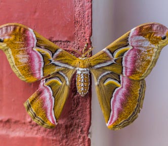 A beautifully colored moth with colors of pink, yellow, tan, and white