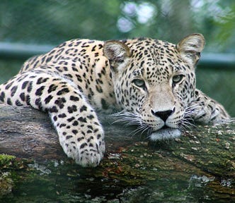 Leopard lounging on fallen tree