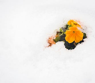 A bright orange flower peeking out from a blanket of white snow.