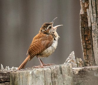 A tiny wren lifts up his head to the sky and opens his mouth wide to pour forth a beautiful and heart-breaking song.