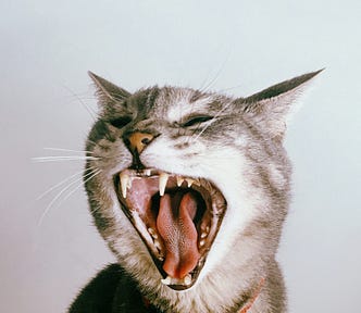 Image of Cleo, a tabby cat with her name tag on her collar. She is screaming with her mouth wide open and baring all her teeth. She looks very frustrated..
