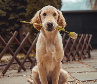 Happy labrador-ish doggy holding a flower in its mouth