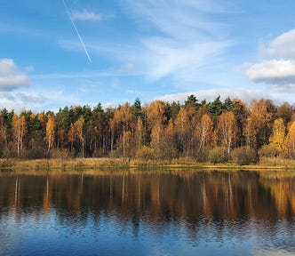 conifers and birch trees in autumn on a lake shoreline