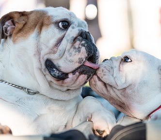 two white bulldogs licking each other faces