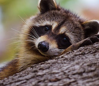 Photo of a raccoon in a tree.