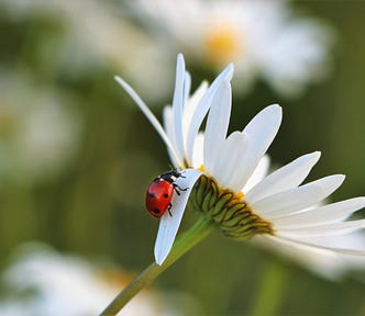 A ladybird resting on a petal of a white flower