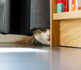 A cat hiding, just like your credentials should