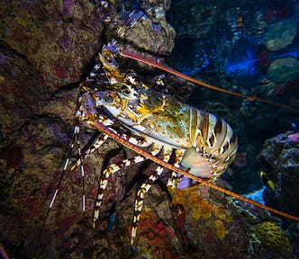 A lobster rests on the ocean floor, surrounded by rocks, symbolizing resilience and transformation. Just like a lobster outgrows its shell, real growth happens when we embrace discomfort and face challenges head-on. - alt text to boost Medium stories.