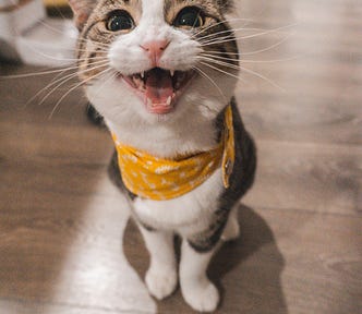 cat smiling wearing a yellow bandana