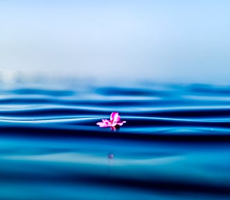 A sacred pink lotus flower rising from the ripples of very blue water
