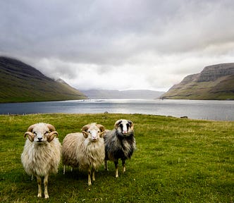 Three sheep standing on the edge of a fjord in the Faroe Islands
