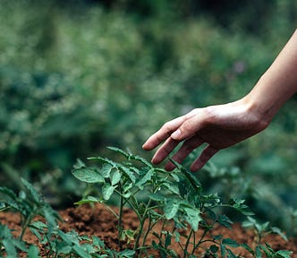 How Adaptogens Help Your Body Adapt. Nancy Blackman. Image of hand on top of herbs in dirt. herbs. herbal medicine. adaptogens. adaptogenic herbs. adrenal glands. adrenals. adrenal fatigue. immunity. immune booster. health. heart health. cognitive function.