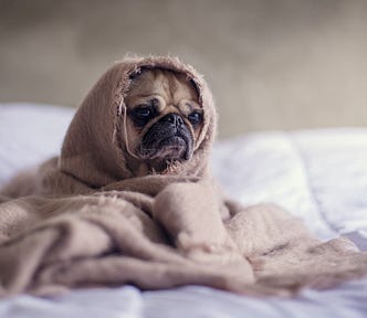 Sad pug wrapped in a blanket