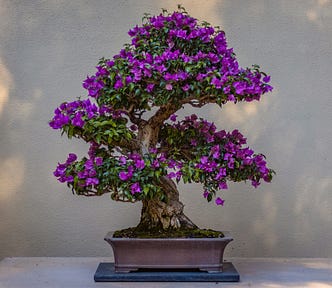 A splendid bonsai tree, too small to hang from!