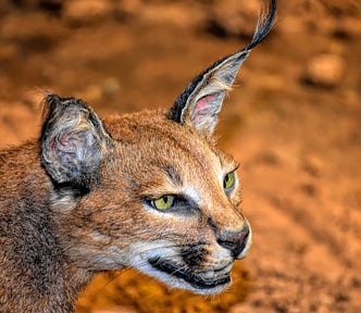 A bust portrait of a live wildcat
