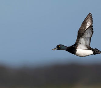 a duck in flight