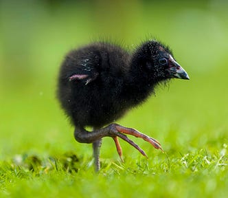 baby bird