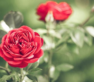 an alluring red rose in the hazy background of green leaves and small buds
