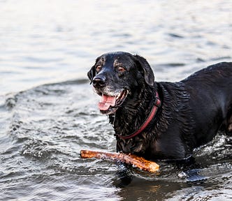 Black Lab with a grey muzzle and red collar, standing belly deep in water a stick floating in front of him
