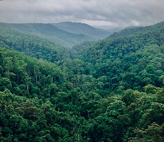 A photography taken from a tree or cliff showing the dense forest canopy in the Amazon Rainforest