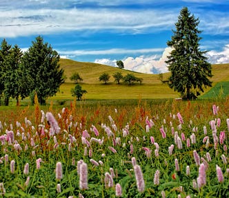 Hyperrealistic photo of a meado with fluffy pink flowers, pine trees, hills and blue skies with clouds.