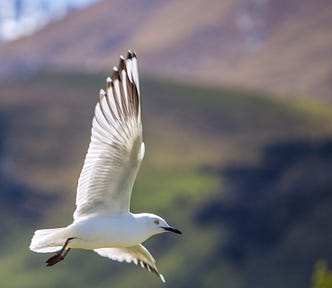 Seagull