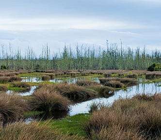Sodden bog landscape