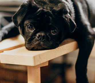 black pug dog looking bored laying on a table