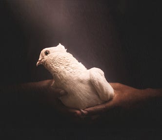 Two hands firmly clasp a white bird under a shaft of light. the rest of the image is in the shadows