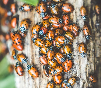 Insects happily living their lives on the bark of a tree.