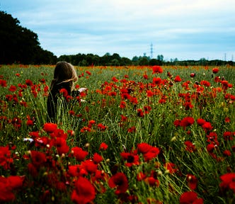 A woman takes a nature walk through a poppy field