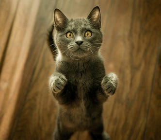 A gray cat sits up on his hind legs, staring into the camera