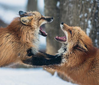 I can’t find any good pictures of couples fighting, so please enjoy these foxes having a spat.