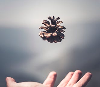 A pinecone flying in the air