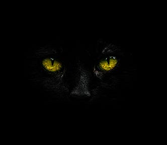 A black cat in a dark room, only the eyes clearly visible.