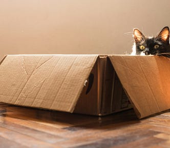 A cat peering out of a cardboard box in a sunlit room