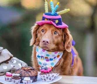 dog with birthday hat, cake and candles