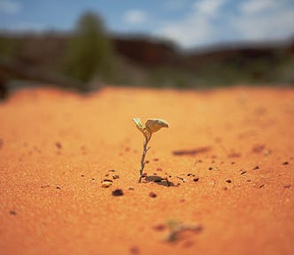 A small baby plant growing in the sand in the desert