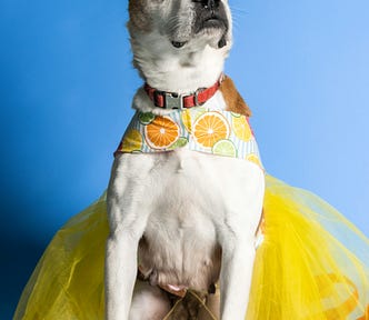 dog in a tutu