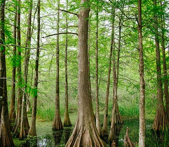 Trees in the mangroves