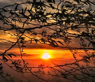 Sunset seen through leaves and branches