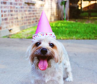 A very happy poodle wearing a birthday hat.
