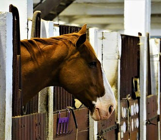 A horse pokes its head and neck through an opening in a line of stable enclosure gates