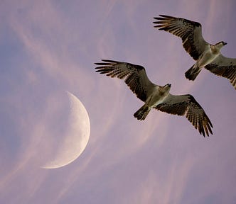 Two large birds soaring against a purple sky, with a half-moon rising.