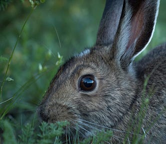 A rabbit, looking into the camera lens with alarm