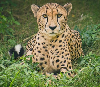 cheetah