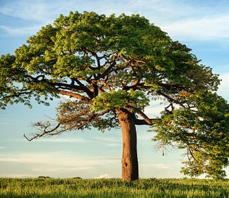 Swift extensions are like branches of a tree